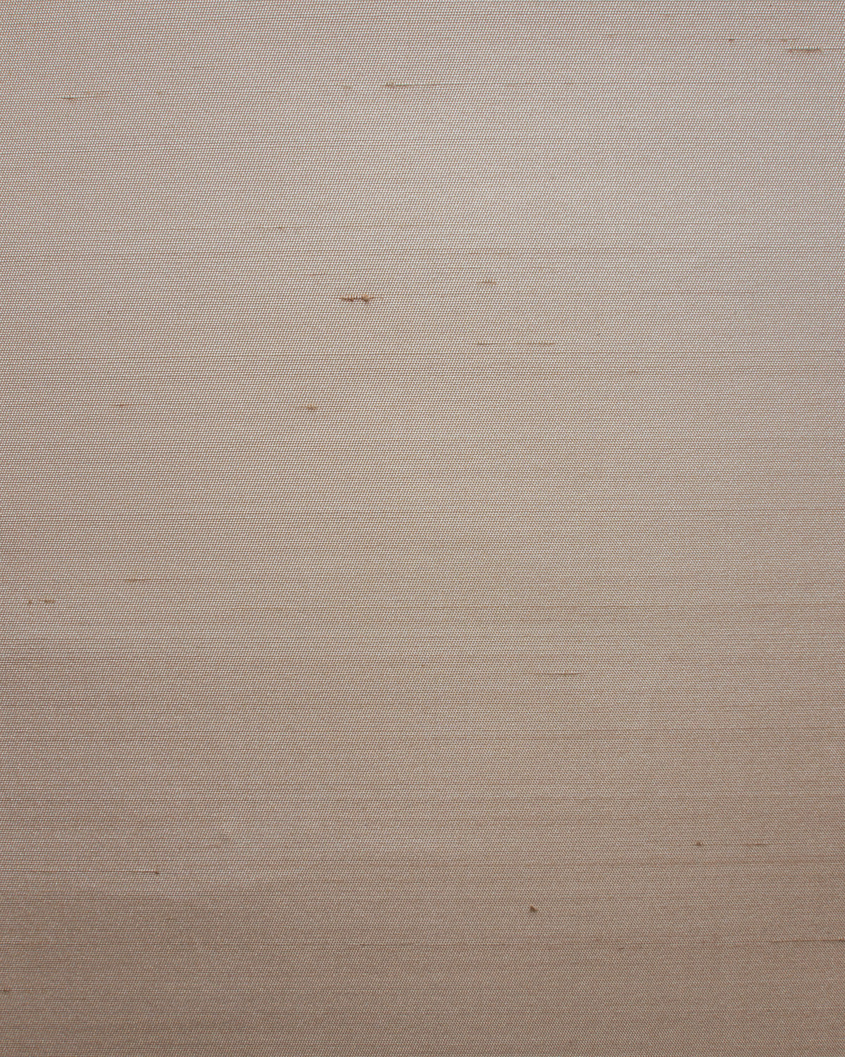 Seta
