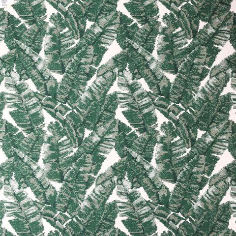 Yucca